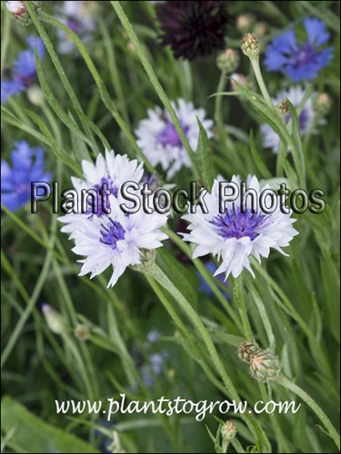 Classic Fantastic Cornflower